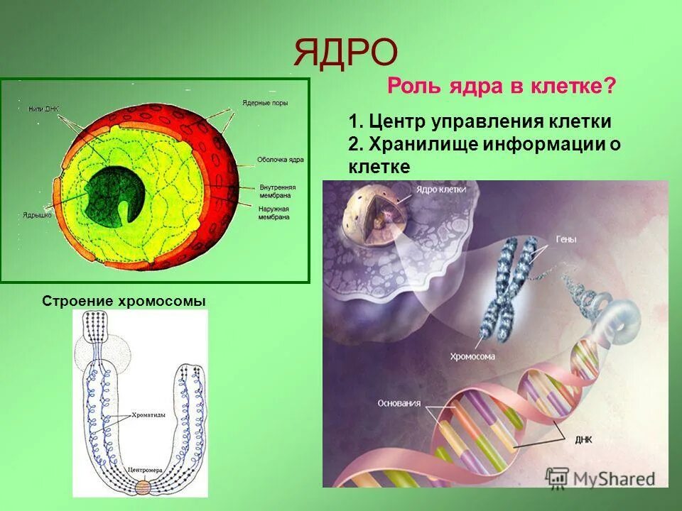 Какое значение ядра в жизнедеятельности клетки. Строение ядра клетки. Строение ядра клетки хромосомы. Роль ядра в жизнедеятельности клетки.