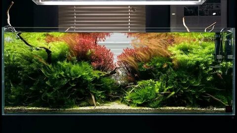 Live planted