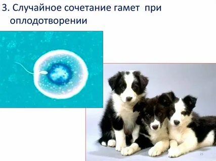 Случайное сочетание гамет при оплодотворении