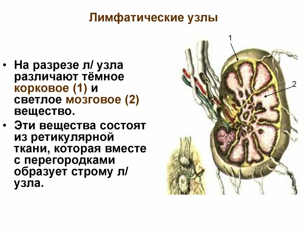 Плотный лимфатический узел. Схема строения лимфатического узла. Строение лимфатического узла анатомия. Лимфоузел схема строения. Строение узлов лимфатической системы.