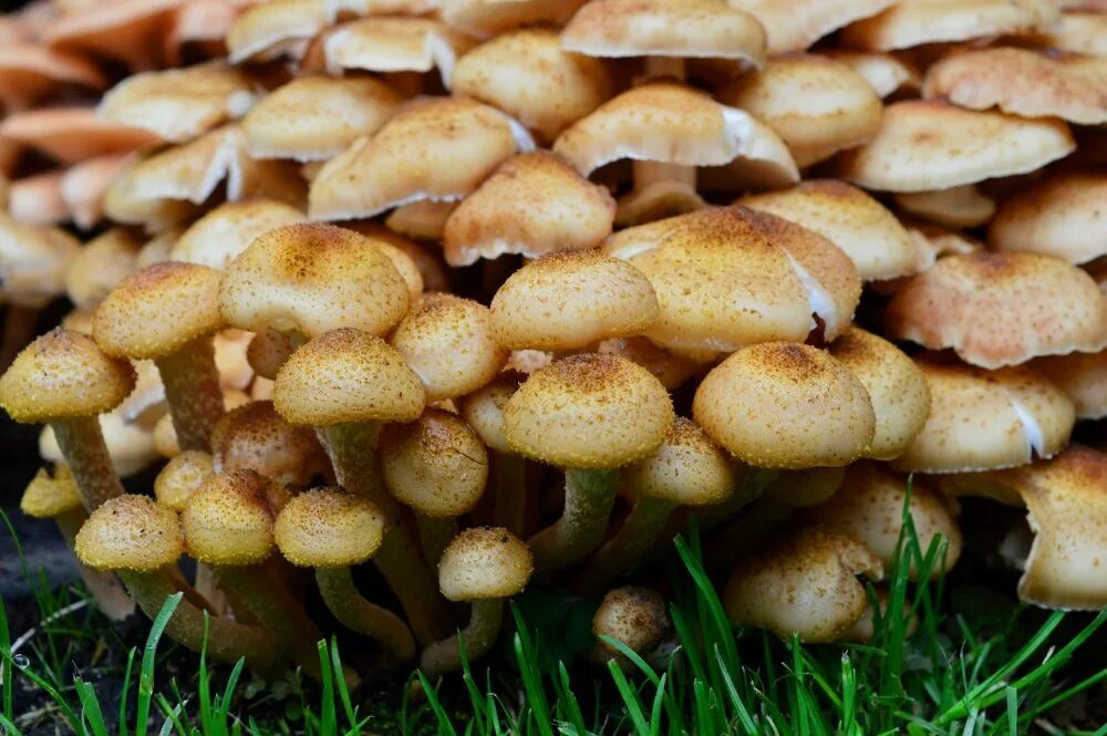 Грибы опята питаются. Опёнок осенний (armillaria mellea). опята грибы съедобные. опята крымские. съедобные грибы опята степные.