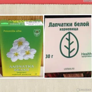 Лапчатка щитовидная железа