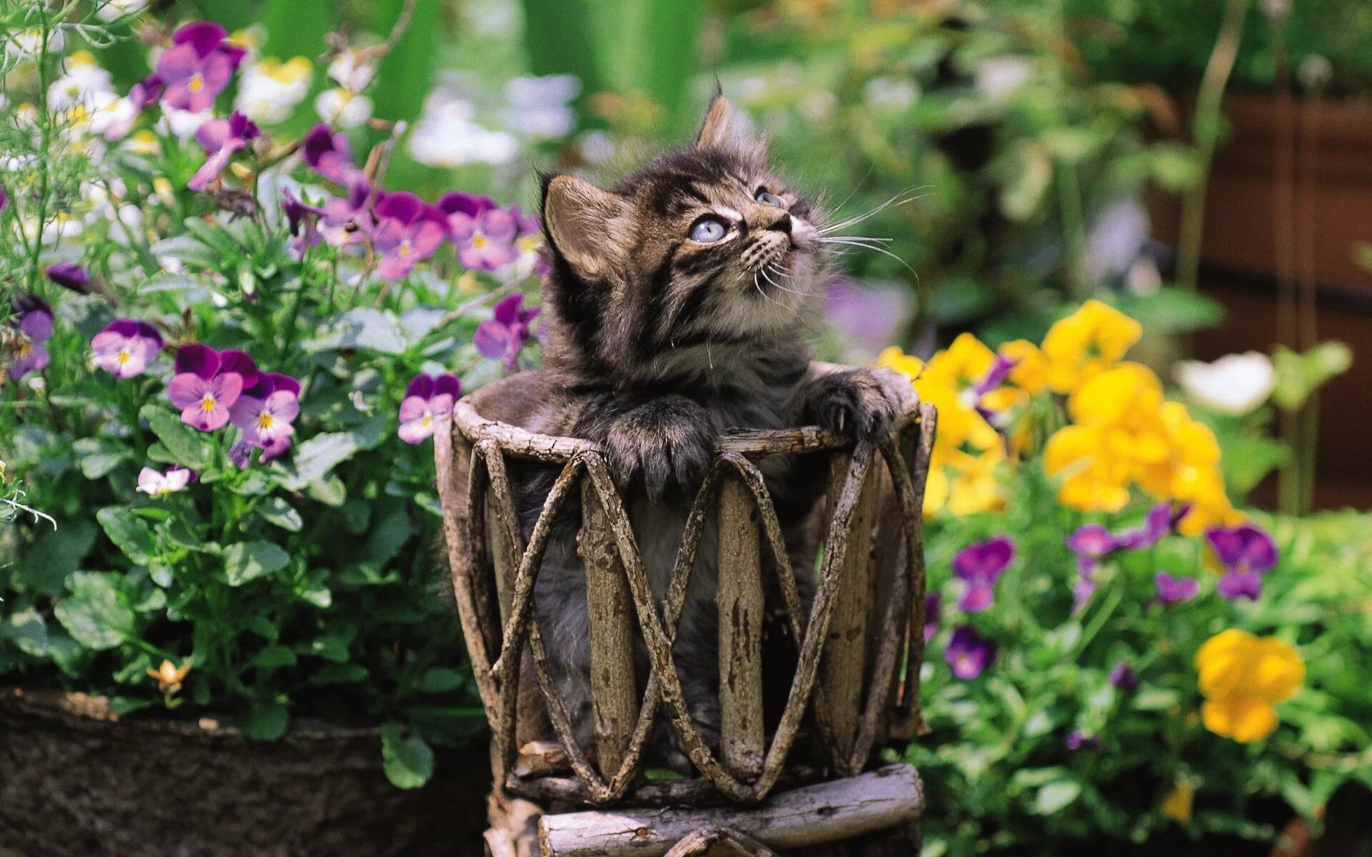 Коте в саде
