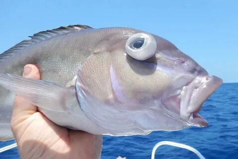 Right fish