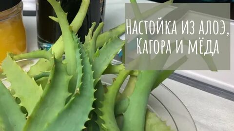 Алоэ с кагором