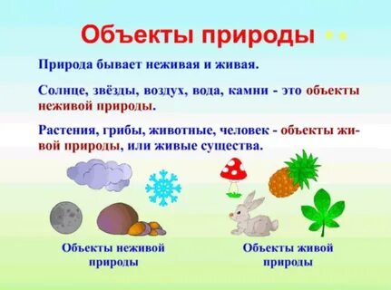 Объекты природы это 5 класс биология