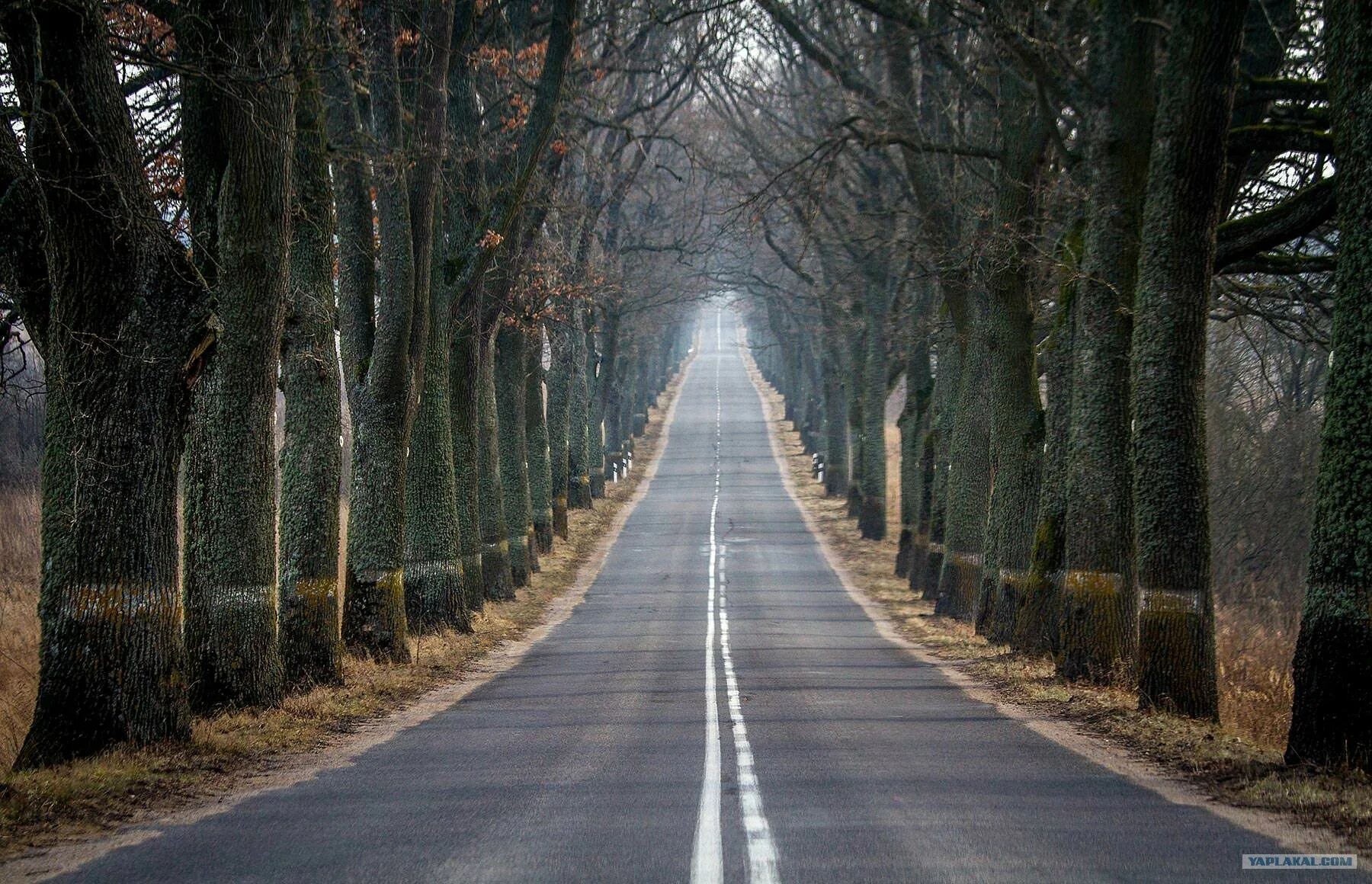 Вдоль аллеи росло несколько деревьев. Солдаты вермахта деревья в калининграде. дорога солдаты вермахта калининград. последние солдаты вермахта в калининграде. калининград аллеи последние солдаты вермахта.