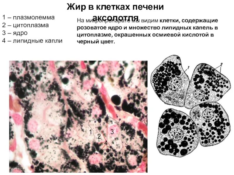 В клетках печени происходит. Секреторные включения в клетках Лейдига кожи аксолотля. Секреторные гранулы в клетках Лейдига. Секреторные гранулы в клетках Лейдига кожи аксолотля. Секреторные гранулы в клетках Лейдига кожи аксолотля рисунок.