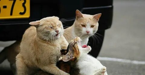 Зов кота на бой