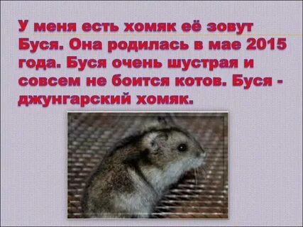 Бусь рассказ