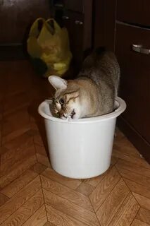Кот барсик 2