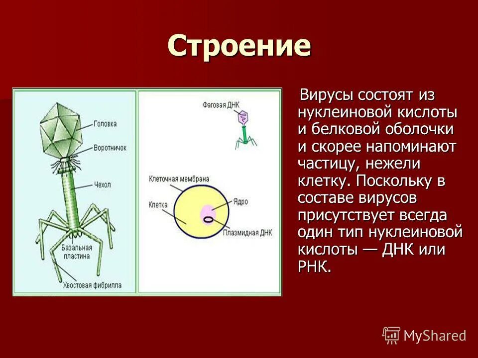 Нуклеиновые формы жизни