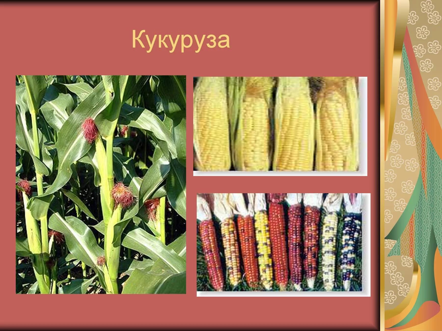 Сообщение о кукурузе