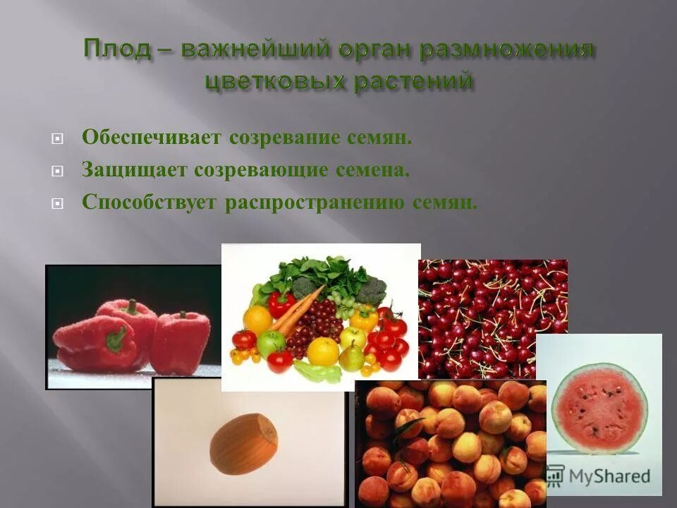 значение околоплодника. строение семени семенная кожура. как распространяются семена сосны. с помощью чего распространяются семена подорожника. признаки созревания семян.