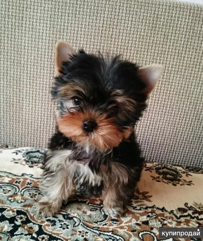 йорк терьер 2 месяца. щенок йорка 3 месяца. как выглядит щенок йорка в месяц. йорк терьер щенок 2мес. йоркширский терьер 3 ме.