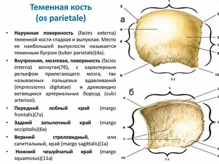 На каком уровне образования находится костя