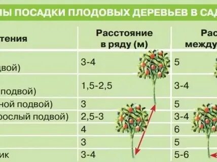 Расстояние при посадке яблони и груши