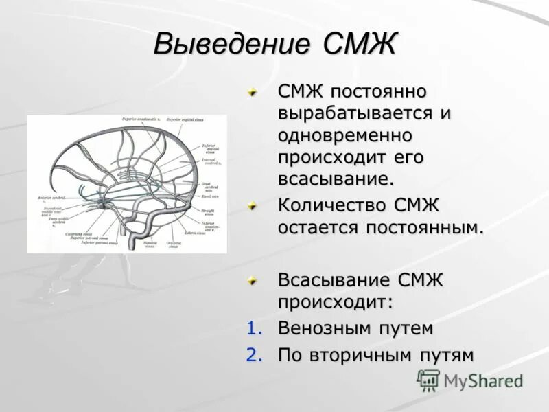 Тест по биологии головной и спинной мозг