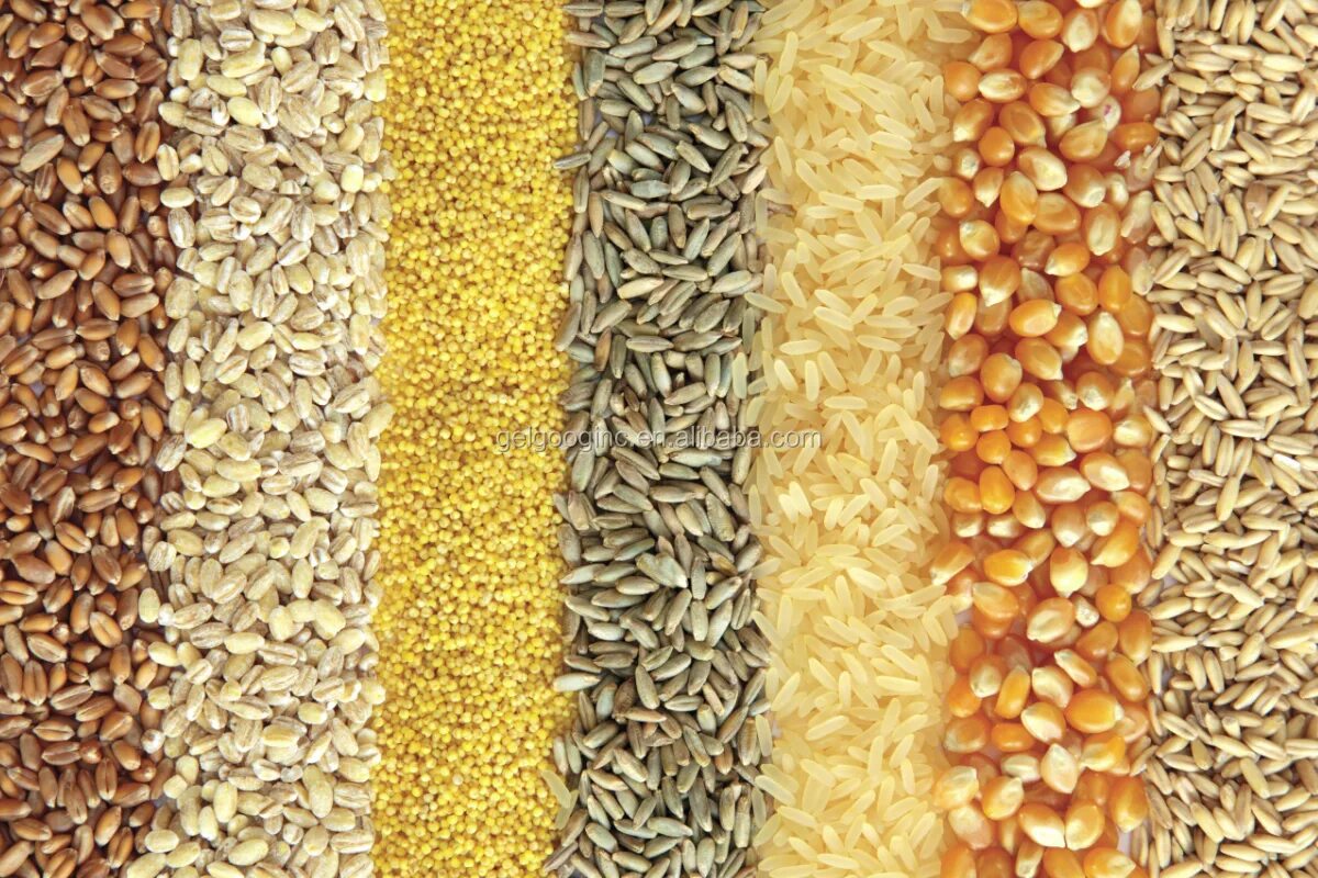 Пшеница или рис. Пшеница, рожь, ячмень, овес, кукуруза. Зерновые продукты. Зернофураж, солома,ячмень. Ячмень пшеница рис кукуруза.