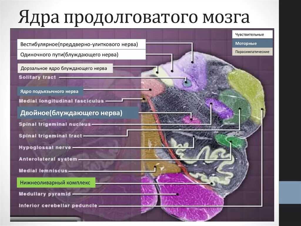 Область ядра мозга. Ядра продолговатого мозга. Продолговатый мозг ядпв. Чувствительные ядра продолговатого мозга. Срезы продолговатогого мозга.