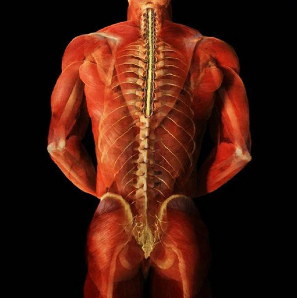 Анатомия картинки. Поясничный апоневроз. Мышцы спины анатомия Синельников. Апоневроз широчайшей мышцы спины. Мышечный корсет.
