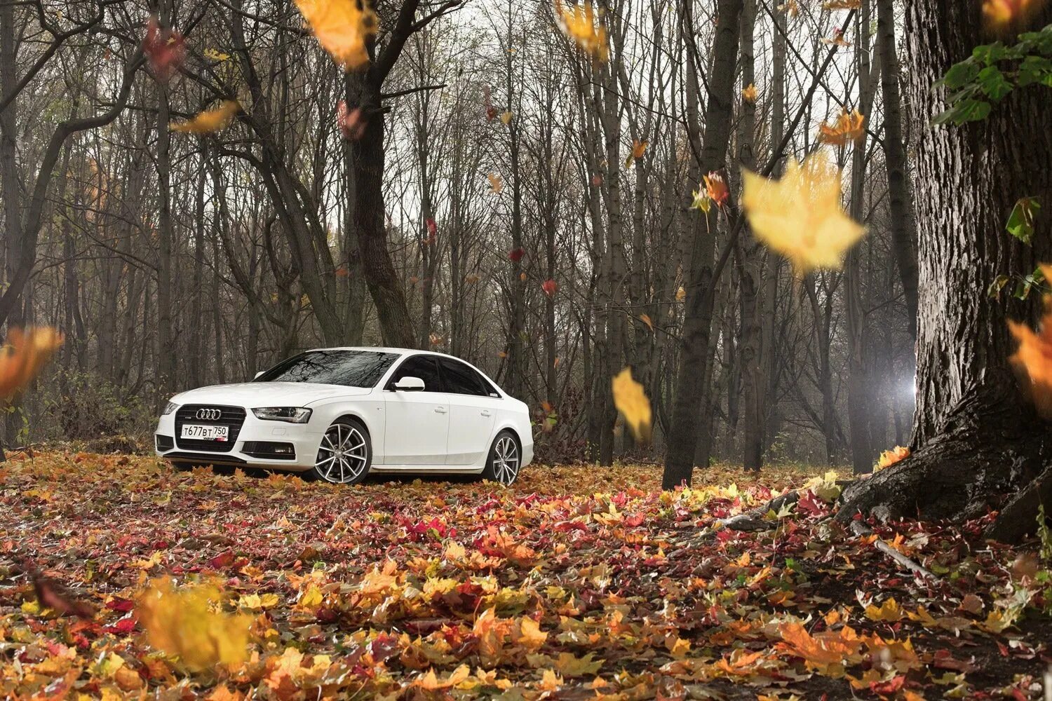 Осень и зиму корчагин не любил они. Осень Audi а8. Осенняя Ауди а6. Автомобиль осенью. Машина в осеннем лесу.