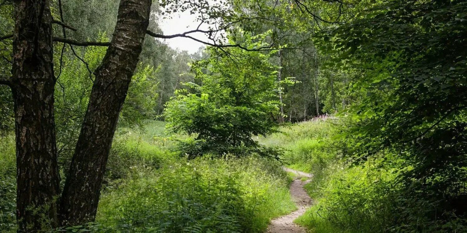 Битцевский лес фото Lovely away between trees YouTube