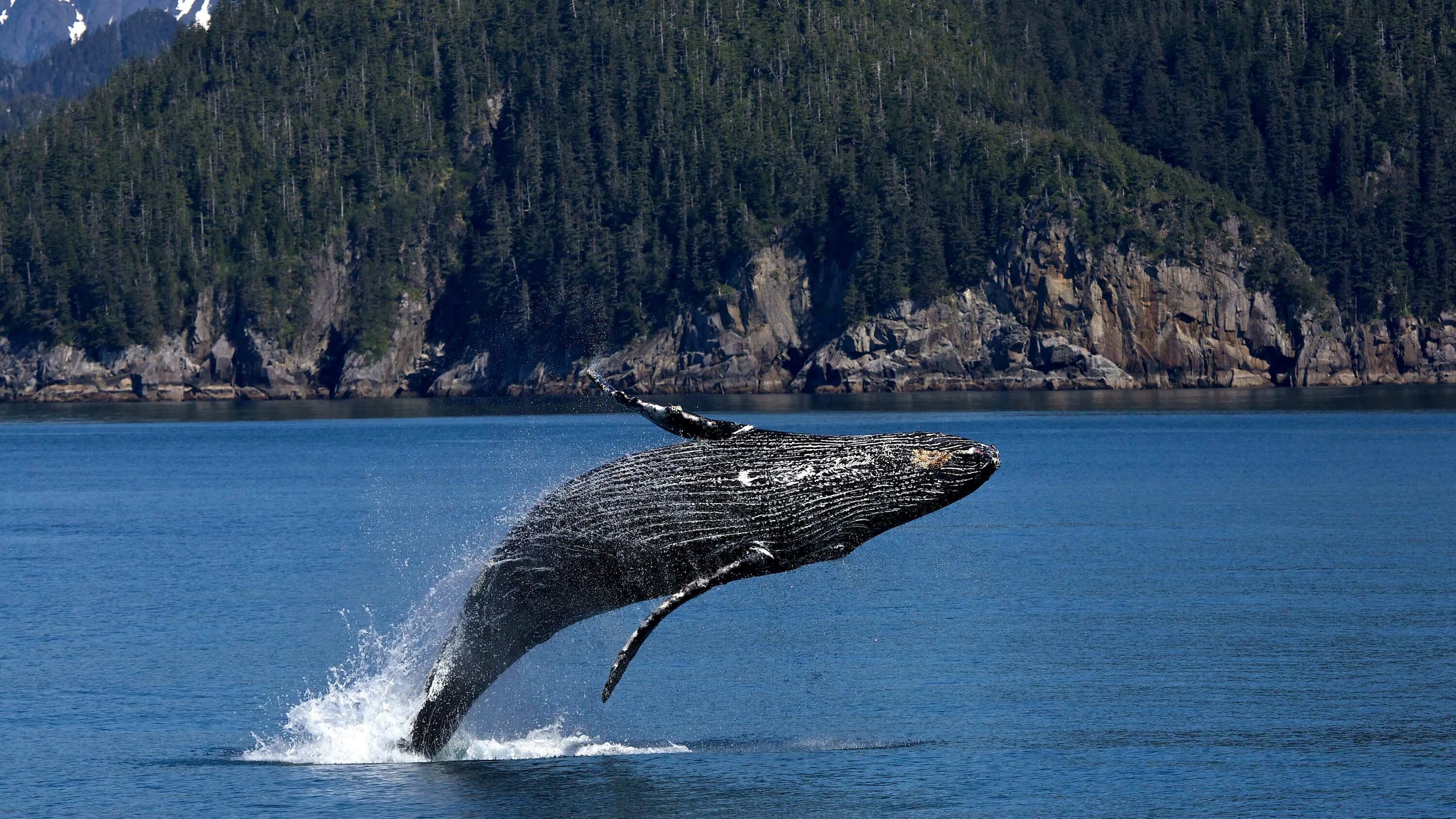 Горбатый кит. Горбач горбатый кит. Киты на Камчатке. Горбатые киты Чукотка. Аляска кит