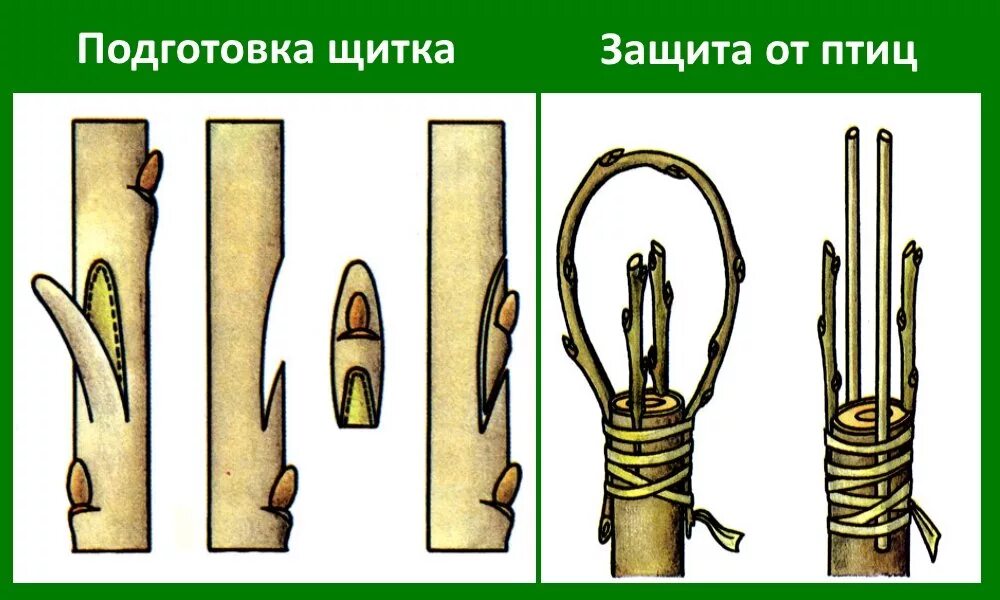 Прививка яблони окулировкой. Прививка яблони рисунок. Прививка яблони весной. Прививка яблони весной для начинающих в картинках. В каком месяце прививают яблони