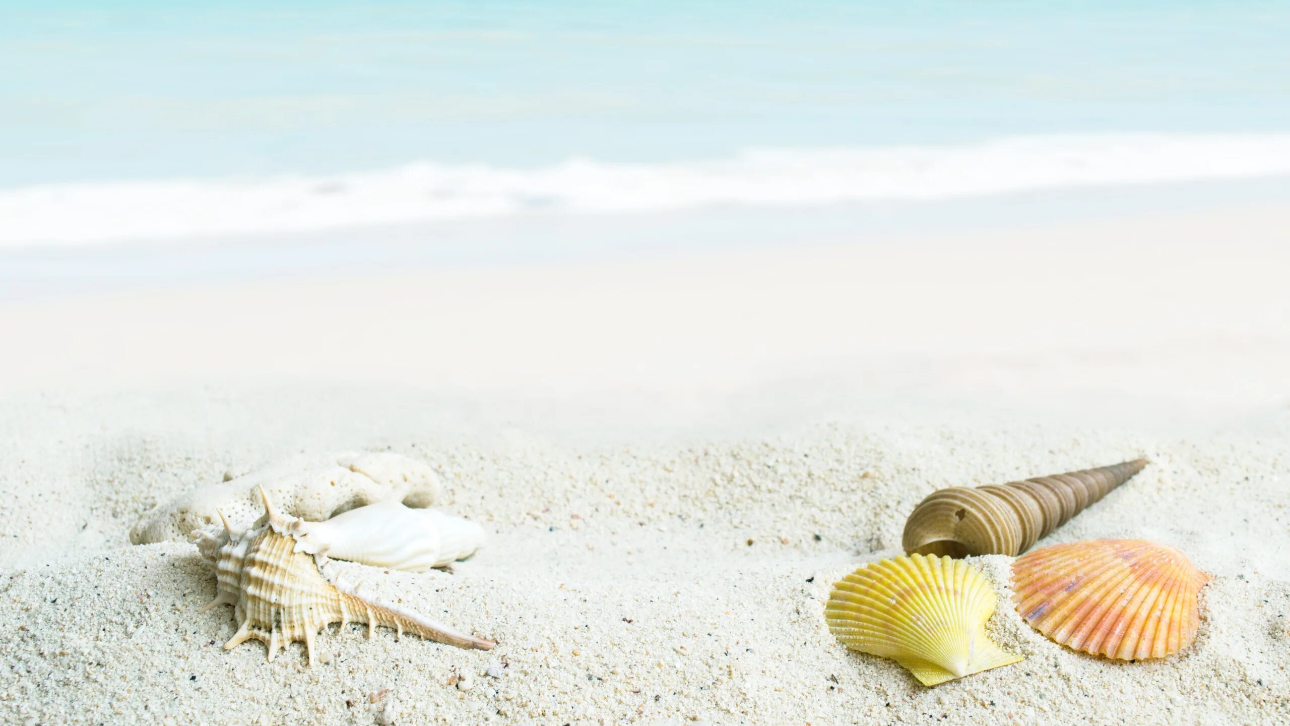 Море пляж ракушки. Море песок. Ракушки на песке. Ракушки на пляже.