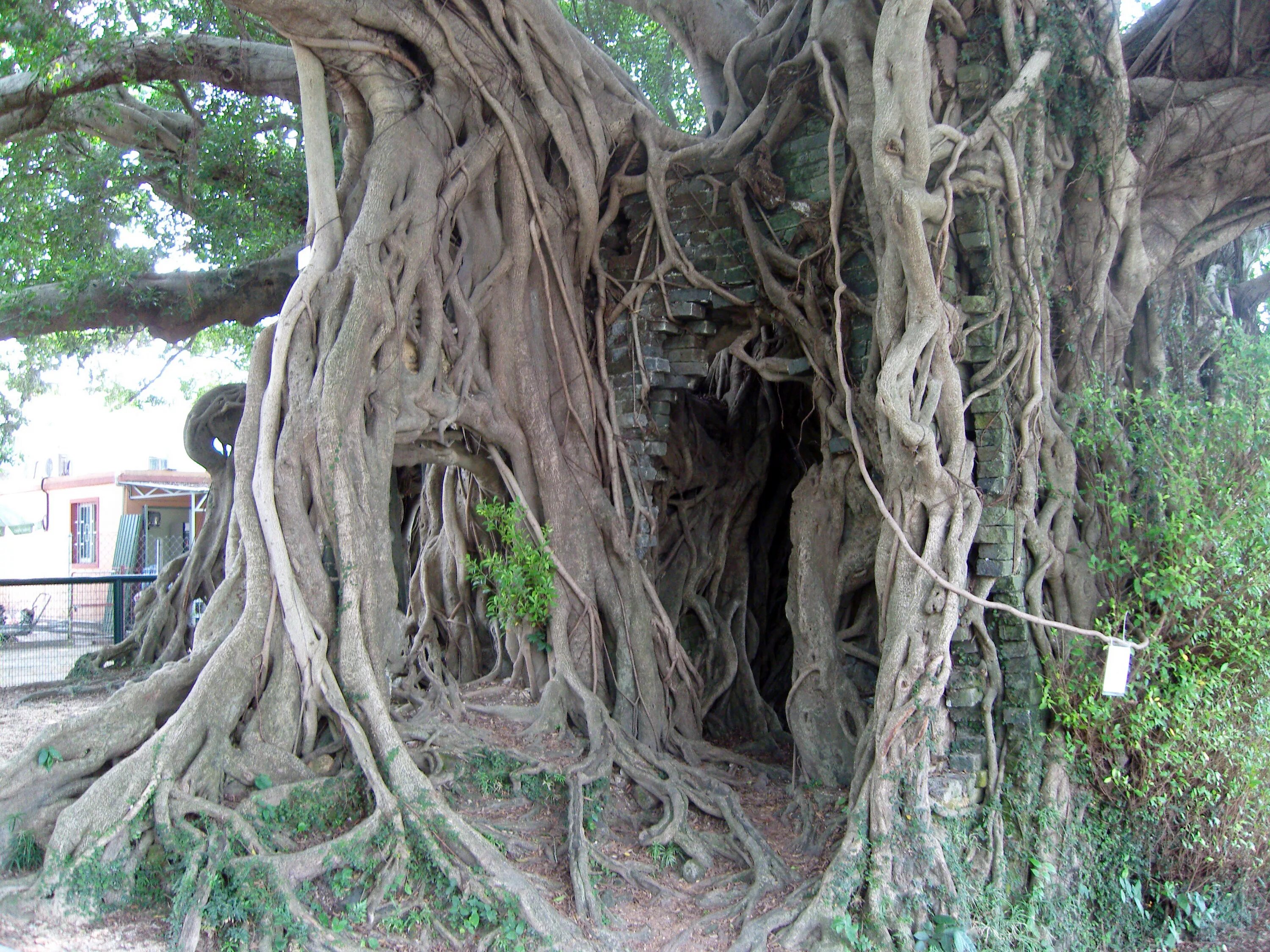 Дерево тин. Баньян растение. Дом из живых деревьев. Необычные корни. Необычные корни деревьев.
