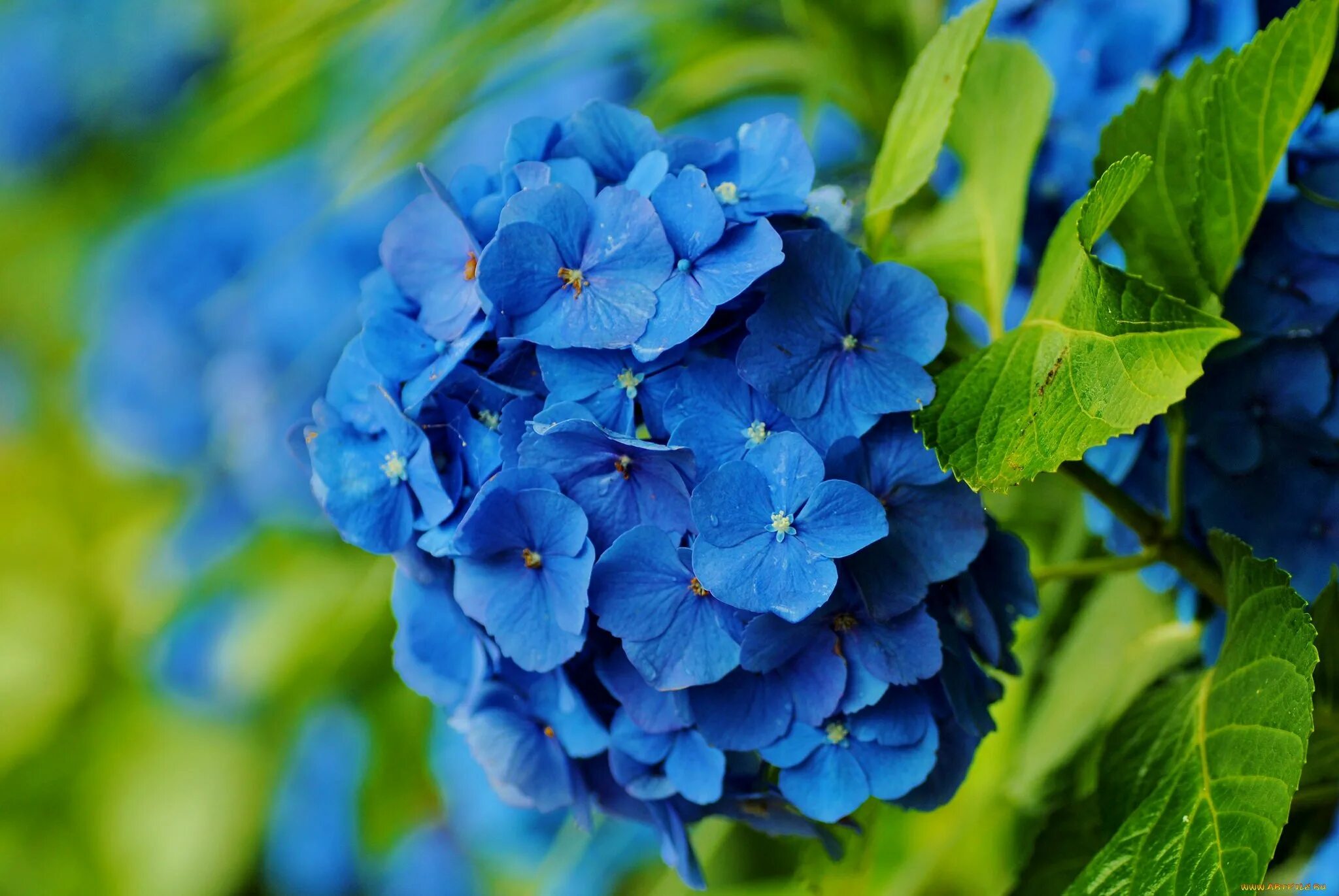 Фотография синего цвета. Гортензия синяя. Гортензия синяя птица. Цветы голубые гортензия. Синие цветы гортензия.