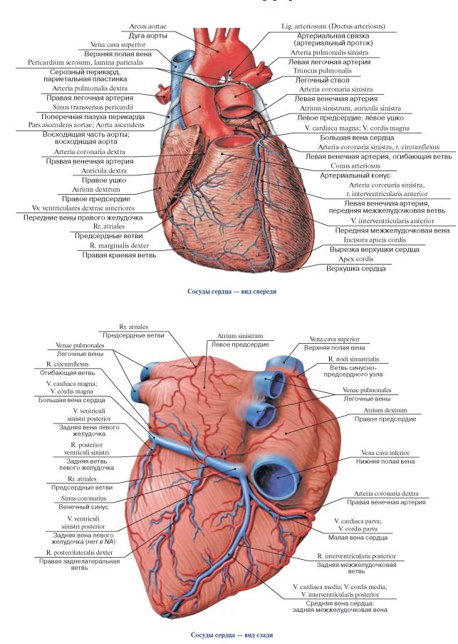 Вены системы венечного синуса сердца. Артерии и вены сердца спереди анатомия. Вены сердца анатомия кровоснабжение. Венечный синус сердца анатомия.