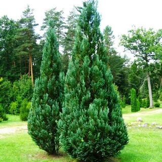 Кипарисовик колумнарис