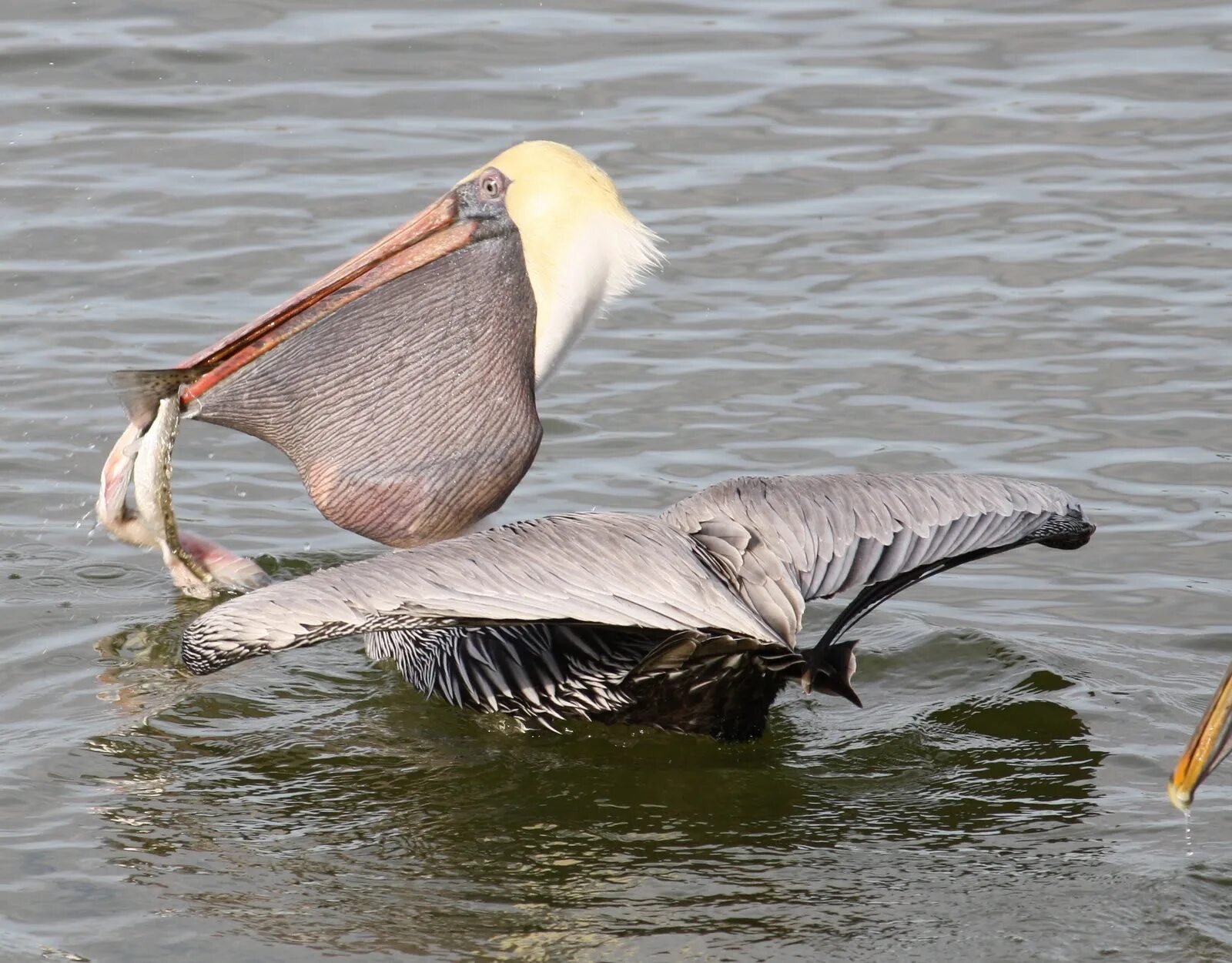 Пеликан мешконос птица. Большерот рыба-Пеликан. Клюв пеликана. Пеликан питается рыбой.