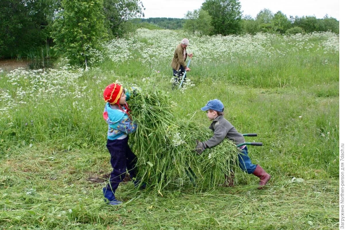 Дети на покосе. Дети косят траву. Дети на сенокосе. Трава сенокос.