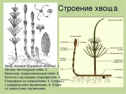 Спорофит хвоща полевого
