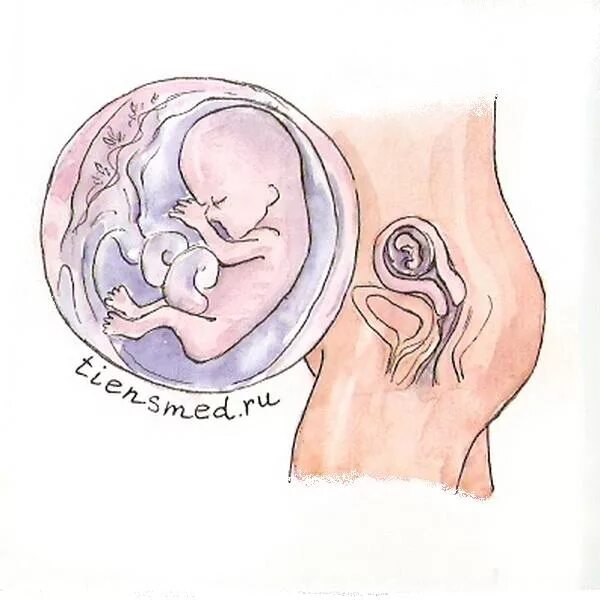 12 неделя беременности 2 беременность. 12 Недель беременности расположение плода. Ребенок в животе на 12 неделе беременности. Расположение ребенка на 12 неделе беременности. Эмбрион на 12 неделе беременности.