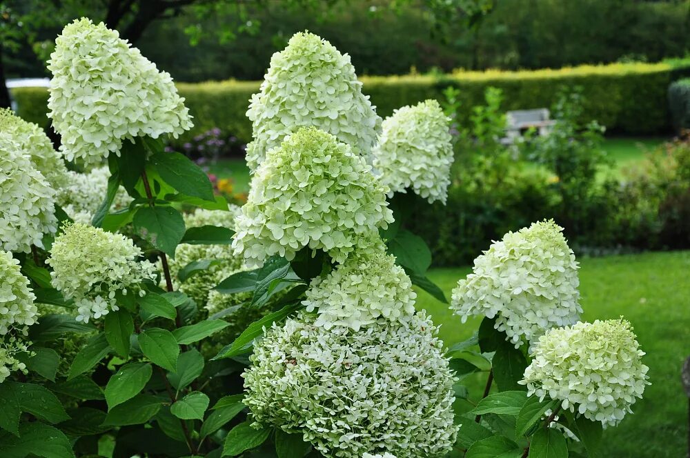 Саженец Гортензия лаймлайт (Hydrangea LIMELIGHT paniculate) метельчатая в 3л гор