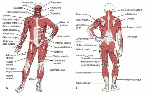 Head Muscles, Human Body Muscles, Major Muscles, Muscular System Labeled, H...