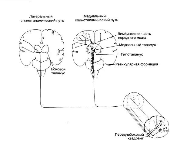 Спинно таламический. Спинно-таламический путь физиология. Латеральный спиноталамический путь функции. Передний спинно-таламический путь. Спинно таламический путь неврология.