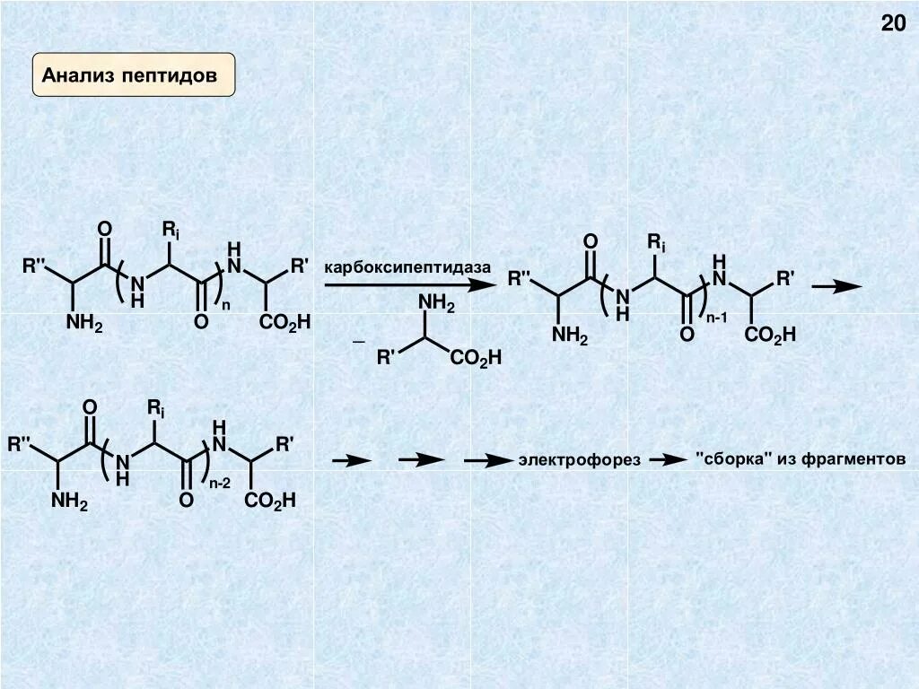 Сборка полипептидов. Карбоксипептидаза карбоксипептидаза. Карбоксипептидаза место синтеза. Карбоксипептидаза синтезируется в. Расщепление карбоксипептидазой пентапептида.