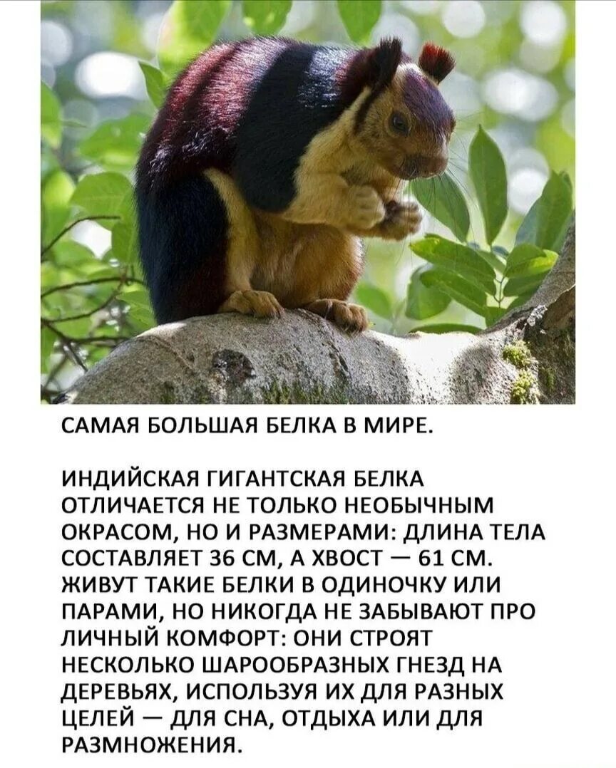 Самую большую белку. Ратуфа большехвостая. Самая гигантская белка. Индийская белка ратуфа. Самая большая белка.