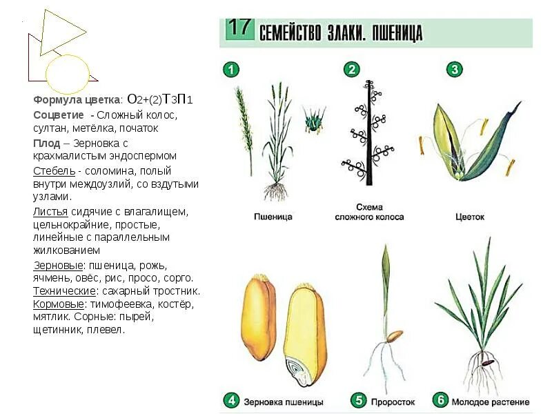 Формула цветка о2 2т3п1. Строение пшеницы семейство злаковых. семейства растений схемы злаковые. семейство злаковые строение цветка. семейство злаковые схема.