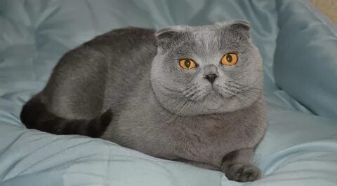 Шотландская кошка домашняя