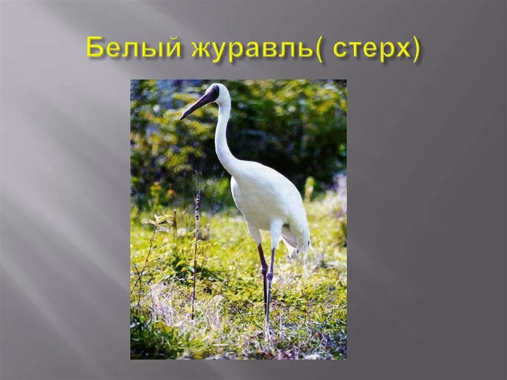 Проект белые журавли. Белый журавль стерх красная книга. Красная книга россии белый журавль. Книга белые журавли. Белый журавль стерх краткое.