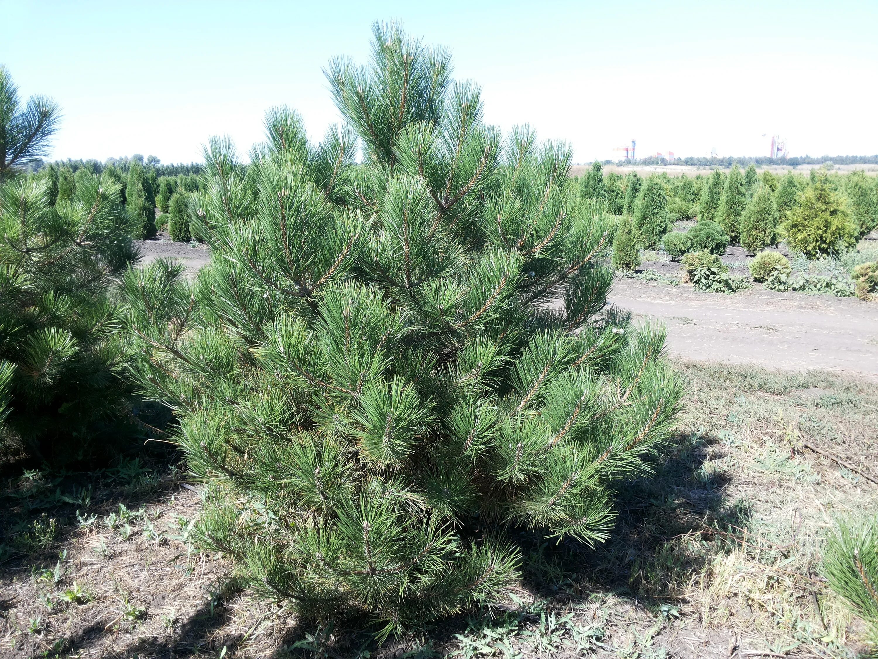 Pinus nigra. Сосна черная (Pinus nigra). Сосна черная Нигра (Pinus nigra nigra). Сосна черная Австрийская. Сосна крымская купить