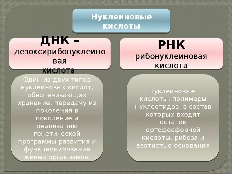 Нуклеиновые кислоты рнк функции. Кислота ДНК И РНК. Функции нуклеиновых кислот ДНК И РНК. Типы нуклеиновых кислот РНК. Нуклеиновые кислоты ДНК И РНК.