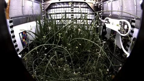 Plant advanced