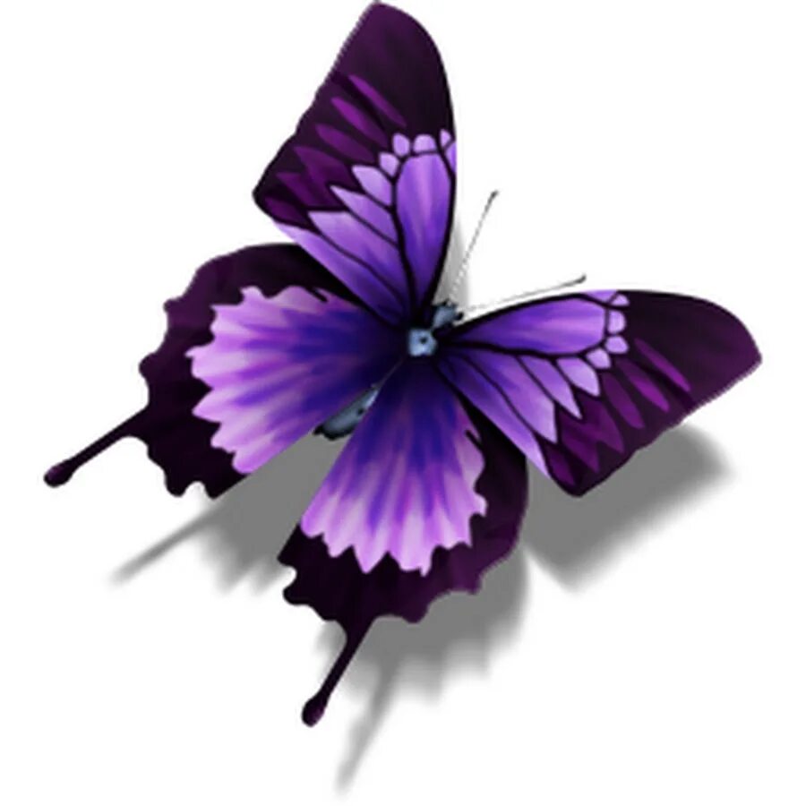 Фиолетовые бабочки картинки. Сиреневые бабочки. Бабочка фиолетовая. Бабочки фиолетового цвета. Бабочка лиловая.